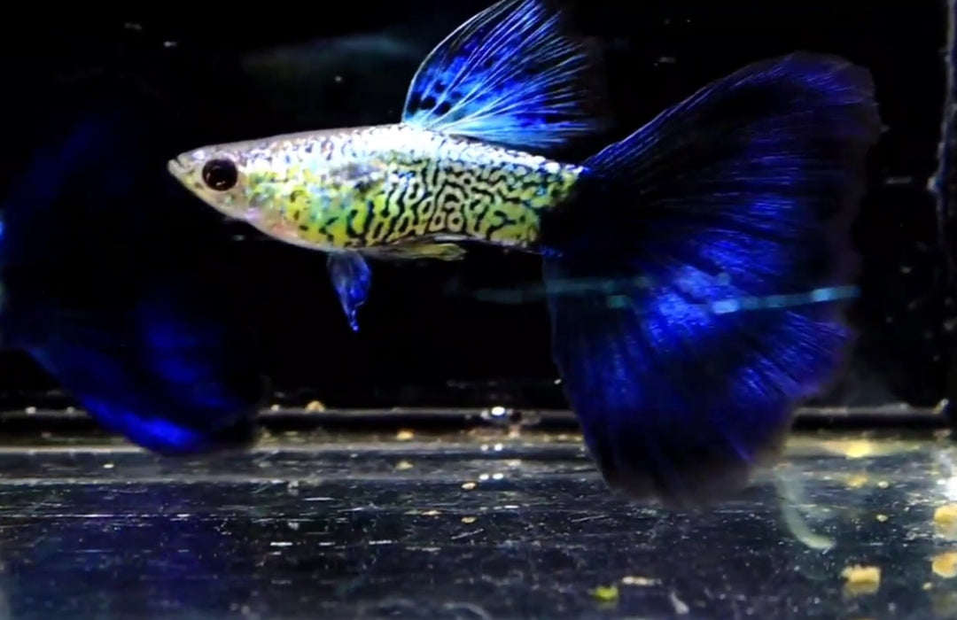 (CGP-108) Live Fancy Guppy Fish Premium Quality Snake Skin/Galaxy Big Blue Tail R5C11M R5C12F