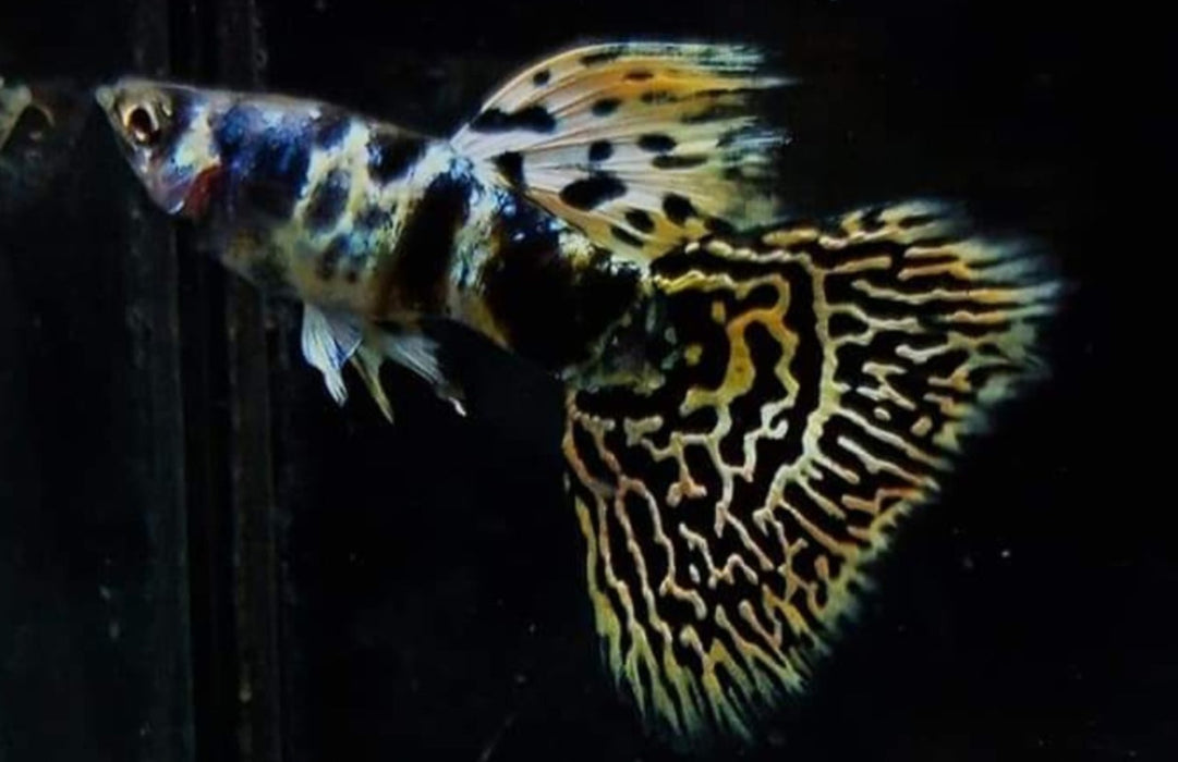 Yellow Tiger King Cobra Guppy