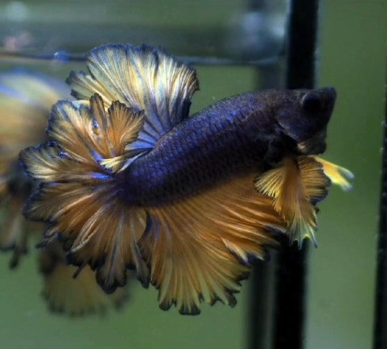 (CBM-063)Show Grade Feather Tail Mustard Mohawk Halfmoon Male Bettas ...