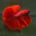 Super Red Halfmoon Rosetail Male Betta Feather Tail Over Halfmoon OHM