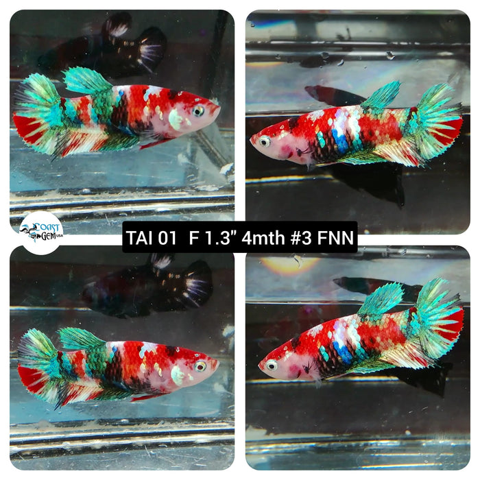 (TAI-01) Nemo Galaxy Plakat Female Betta