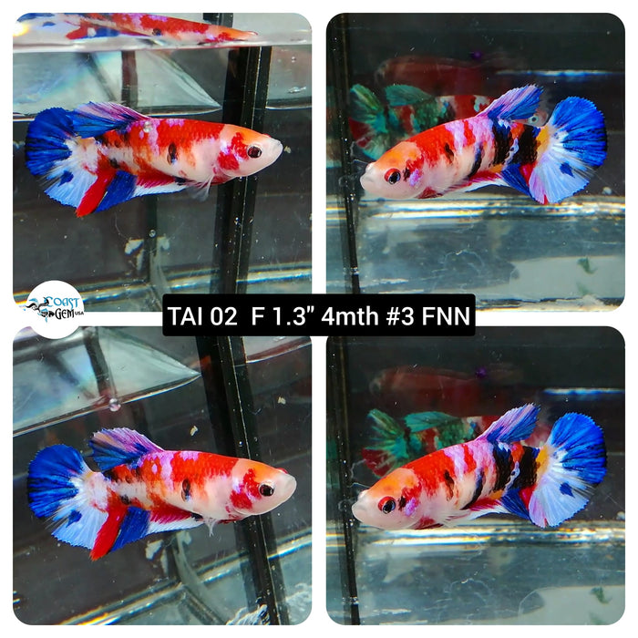 (TAI-02) Nemo Galaxy Plakat Female Betta