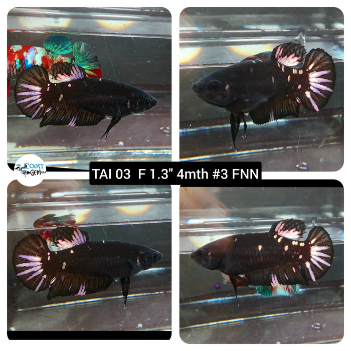 (TAI-03) Black Star Galaxy Plakat Female Betta