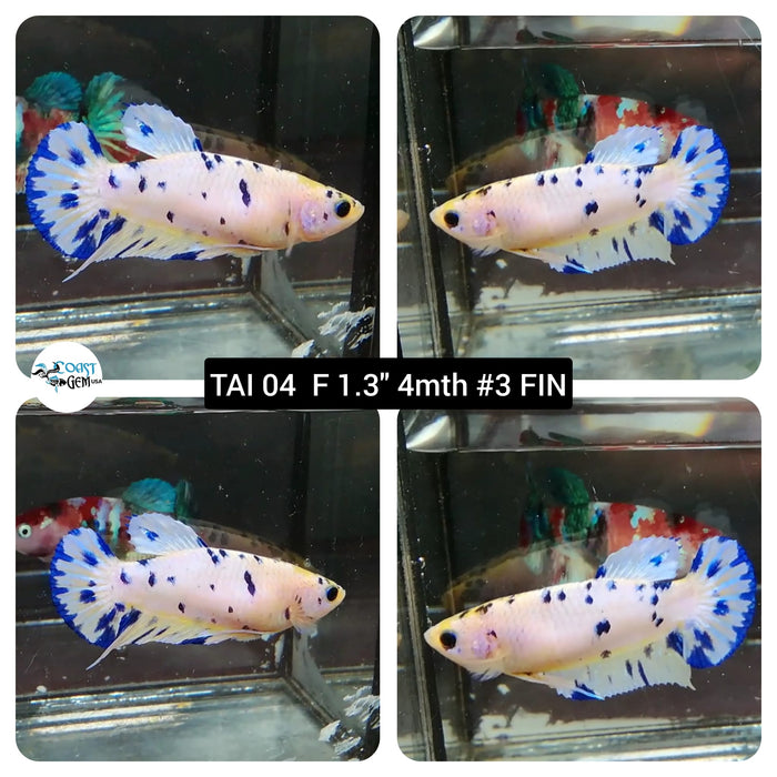 (TAI-04) White Nemo Plakat Female Betta