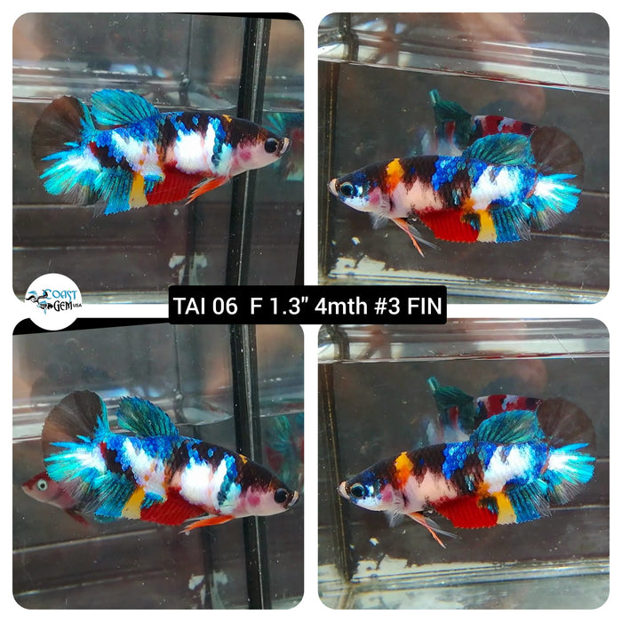 (TAI-06) Nemo Galaxy Plakat Female Betta