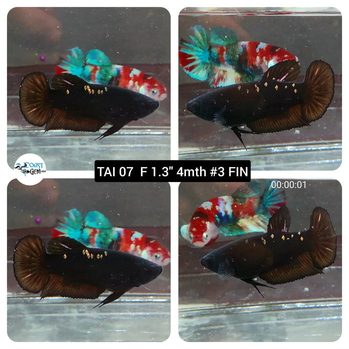 (TAI-07) Black Star Galaxy Plakat Female Betta