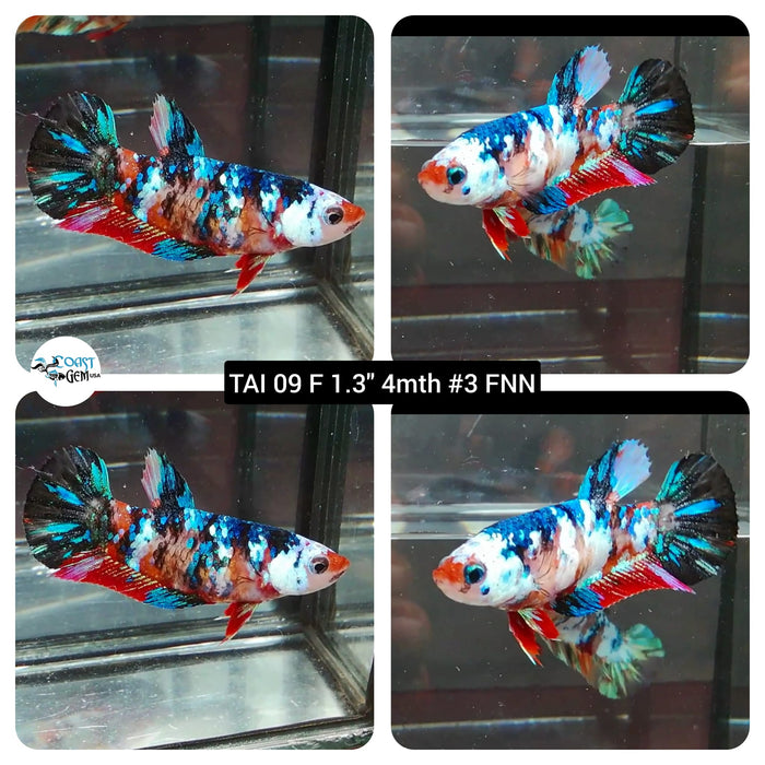 (TAI-09) Nemo Galaxy Plakat Female Betta