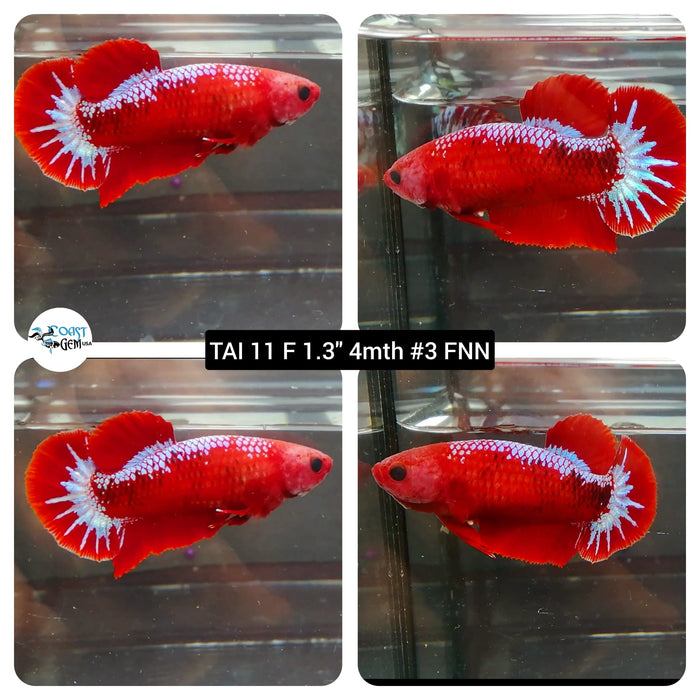 (TAI-11) Sorority hellboy Mix Plakat Female Betta