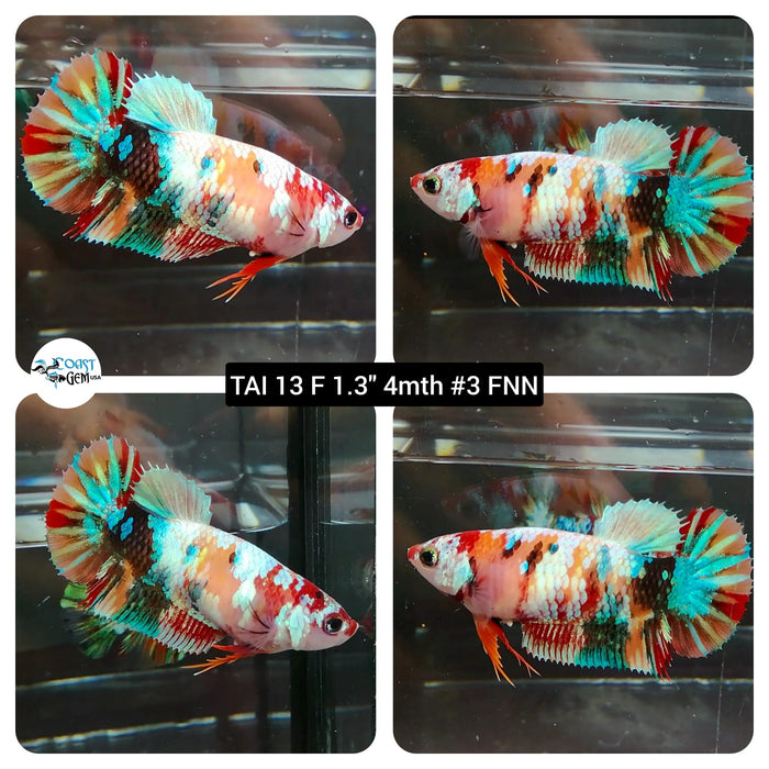 (TAI-13) Nemo Galaxy Plakat Female Betta