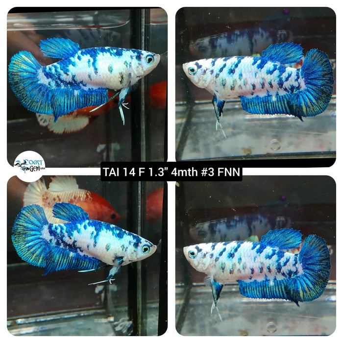 (TAI-14) Blue Nemo Galaxy Plakat Female Betta