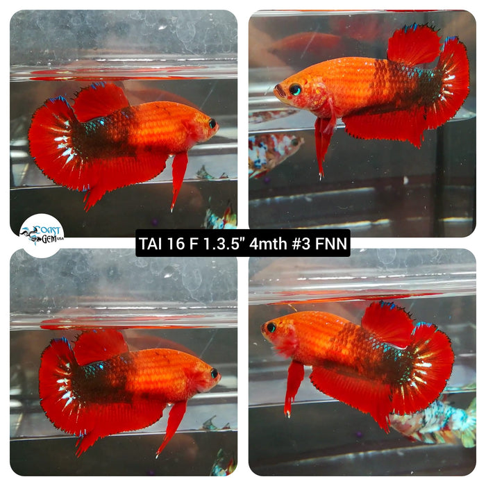 (TAI-16) Red Hybrid Copper Female Betta