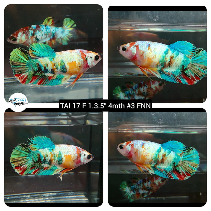 (TAI-17) Nemo Galaxy Plakat Female Betta