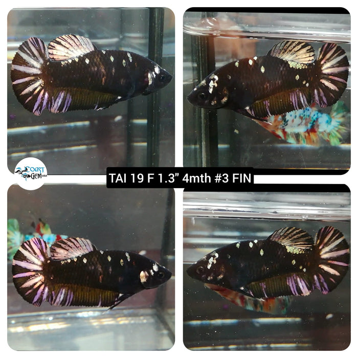 (TAI-19) Black Star Galaxy Plakat Female Betta