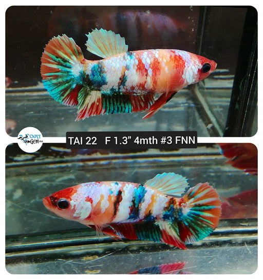 (TAI-22) Nemo Fancy Plakat Female Betta