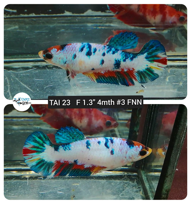 (TAI-23) Candy Fancy Plakat Female Betta