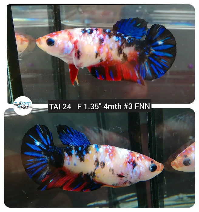 (TAI-24) Blue Koi Galaxy Plakat Female Betta