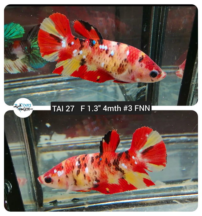 (TAI-27) Fire Nemo Galaxy Plakat Female Betta