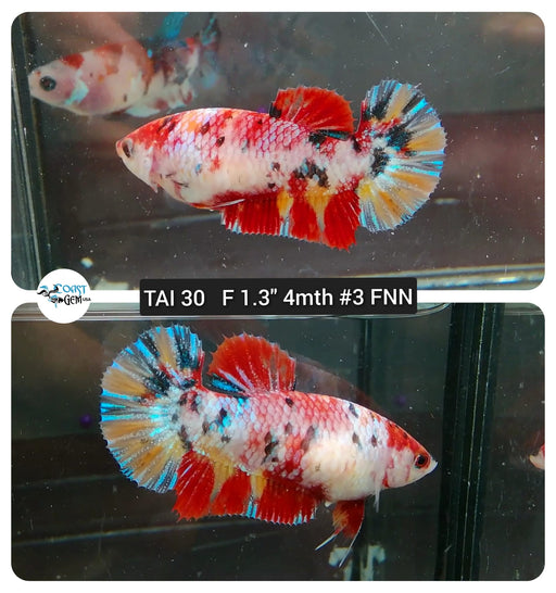 (TAI-30) Fancy Copper Nemo Plakat Female Betta