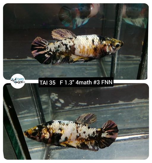 (TAI-35) Black Yellow Copper Plakat Female Betta