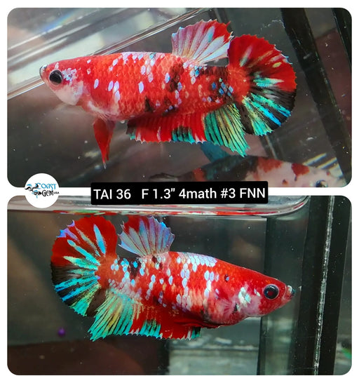 (TAI-36) Red Galaxy Fancy Plakat Female Betta