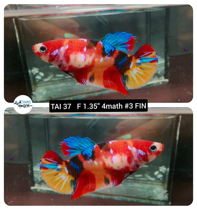 (TAI-37) Red Galaxy Plakat Female Betta