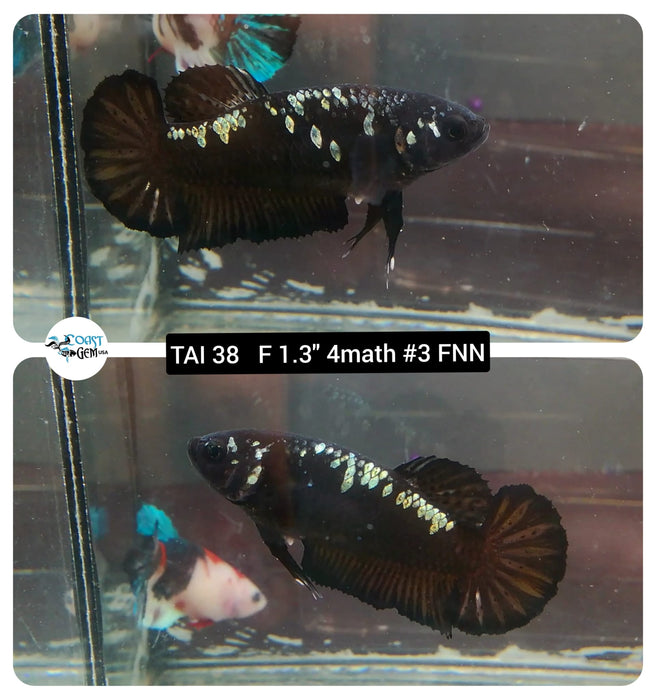 (TAI-38) Black Mamba Plakat Female Betta