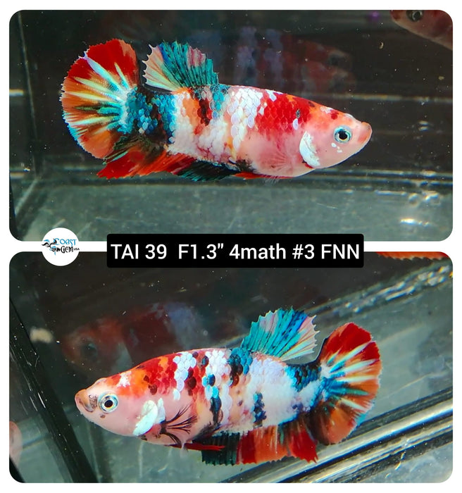 (TAI-39) Nemo Galaxy Fancy Plakat Female Betta