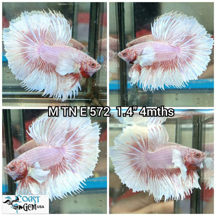 J184(TN-572) Pink Fancy Dumbo Ear Halfmoon Male Betta