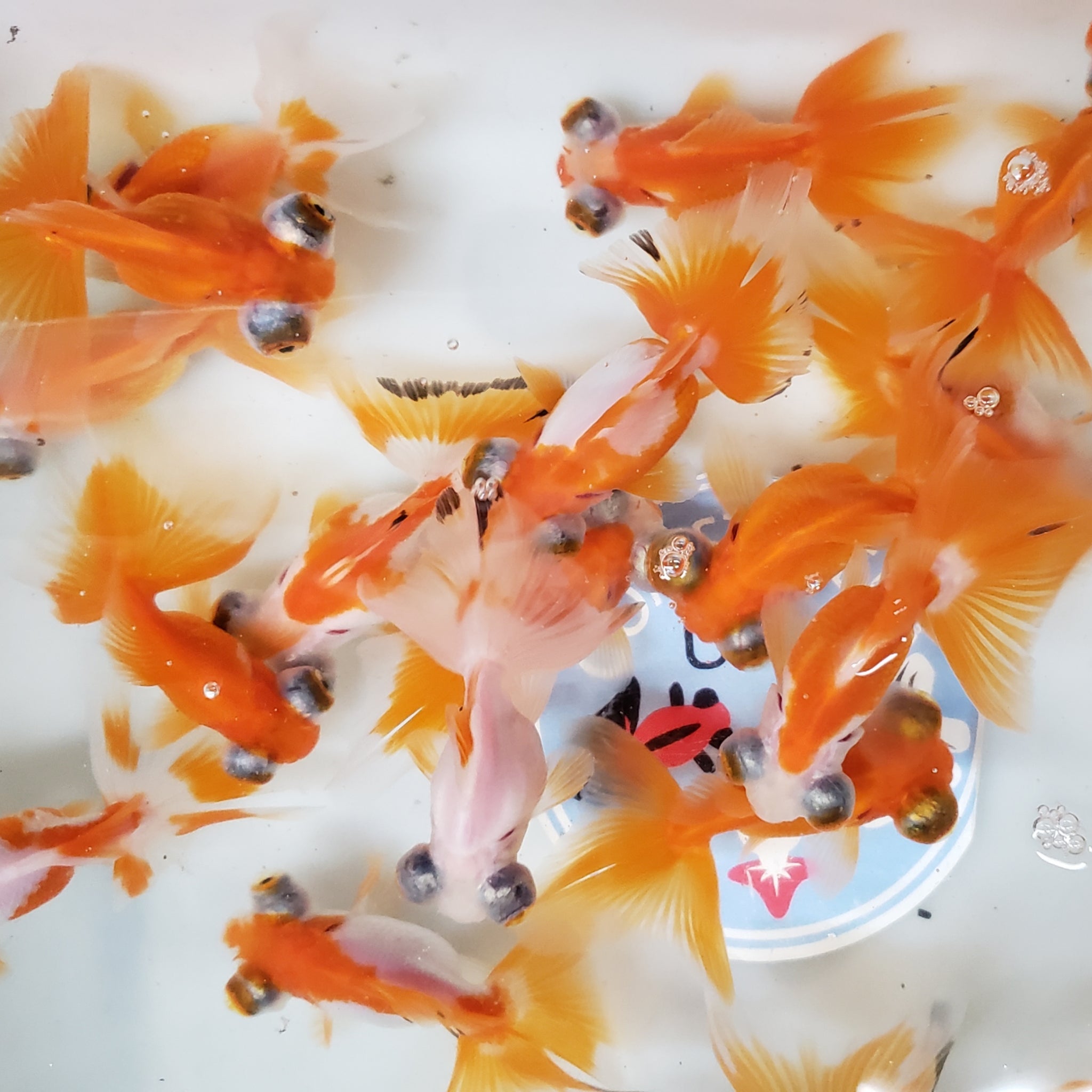 Telescope Butterfly Goldfish for sale Large Inventory at great price — Coast Gem USA