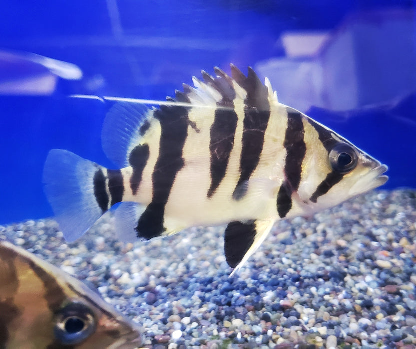 Indonesian Tiger Datnoid 4.00 inch (Datnioides microlepis)