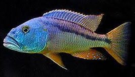 malawi-hawk-cichlid-aristochromis-christyi