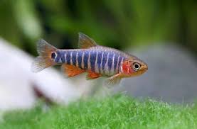 Emerald Rasbora 