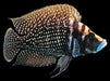 Calvus Cichlid (Altolomrologus Calvus)