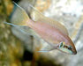 fairy-cichlid-neolamprologus-brichardi