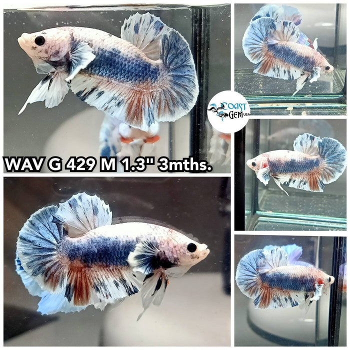 C456(WAV-429) Blue Fancy Marble Dumbo Ear Male Betta
