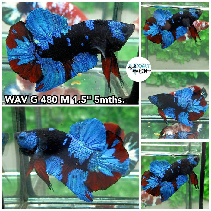 C458(WAV-480) Black Galaxy Avatar Plakat Male Betta