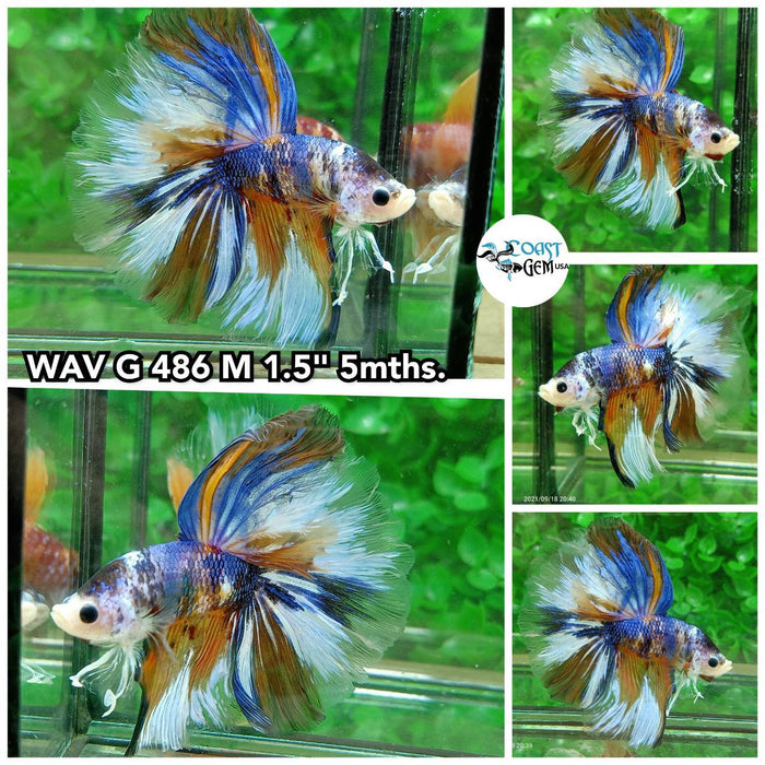 C457(WAV-486) Nemo Galaxy Halfmoon Male Betta