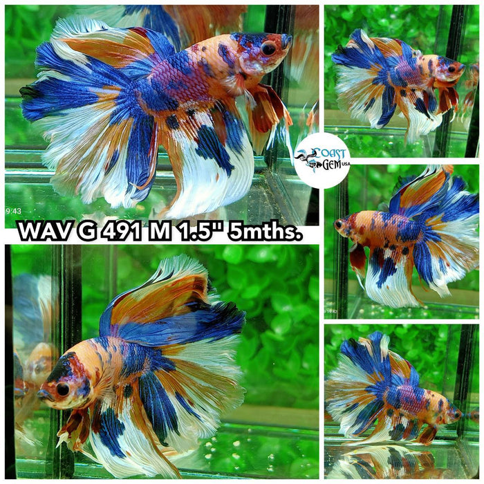 C476(WAV-491) Nemo Multicolor Halfmoon Male Betta