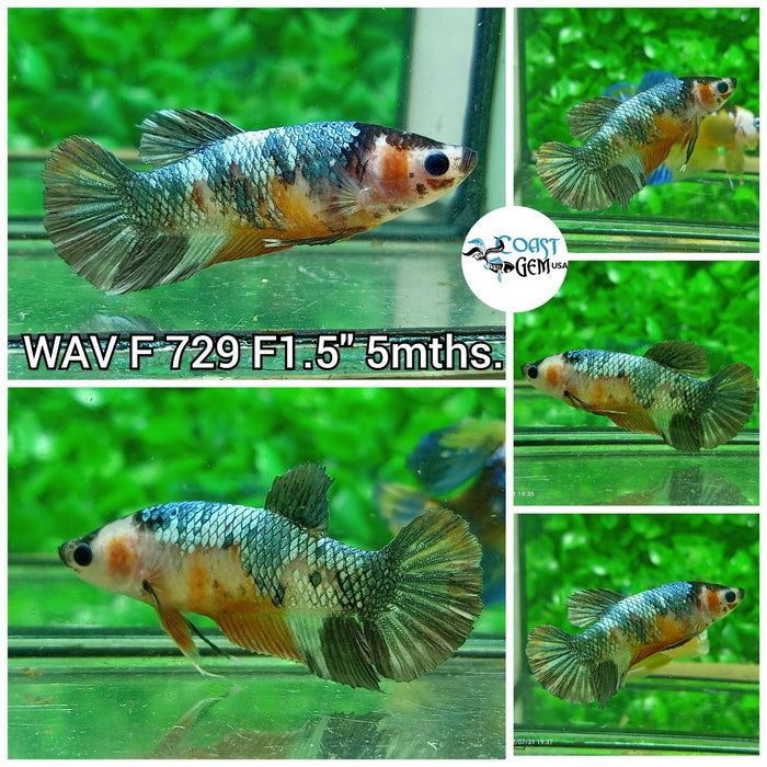 (WAV-729) Nemo Copper Galaxy Plakat Female Betta