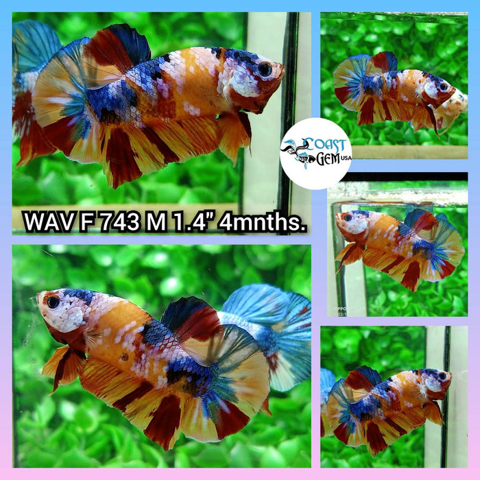 (WAV-743) Nemo Galaxy Plakat Male Betta