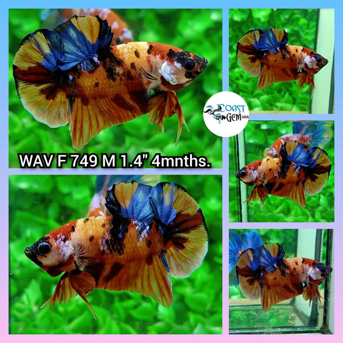 (WAV-749) Nemo Galaxy Plakat Male Betta