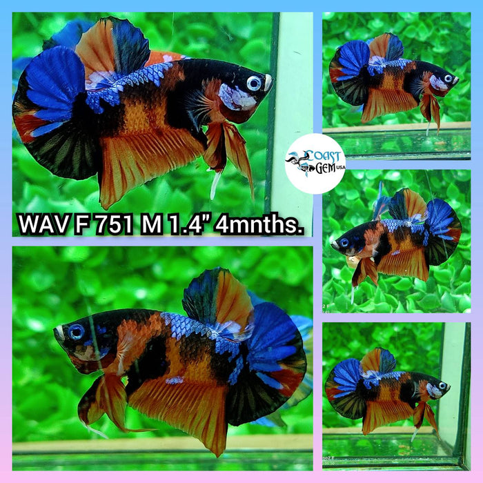 (WAV-751)X Black Nemo Galaxy Plakat Male Betta
