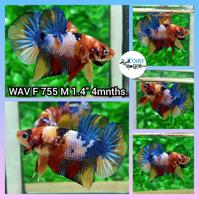 (WAV-755) Nemo Galaxy Plakat Male Betta