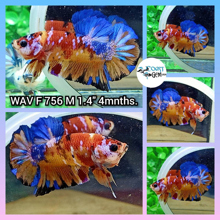 (WAV-756) Nemo Galaxy Plakat Male Betta