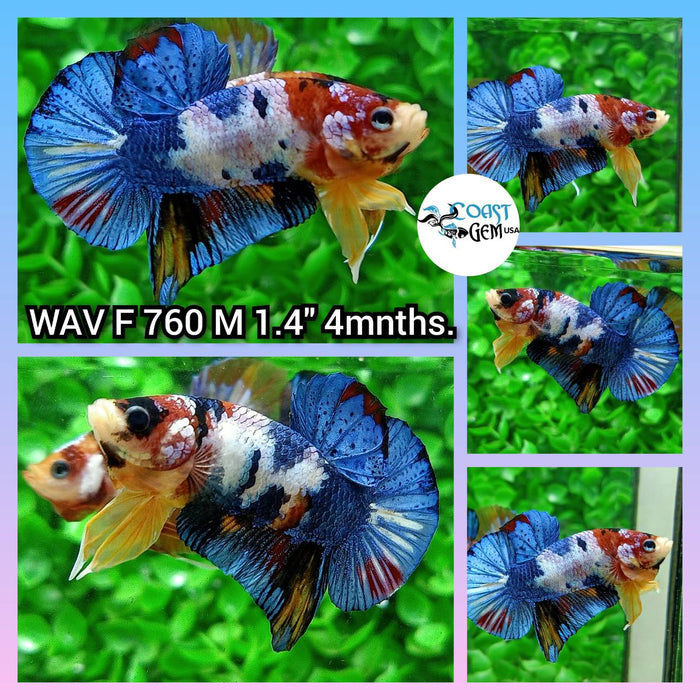 (WAV-760) Nemo Galaxy Plakat Male Betta