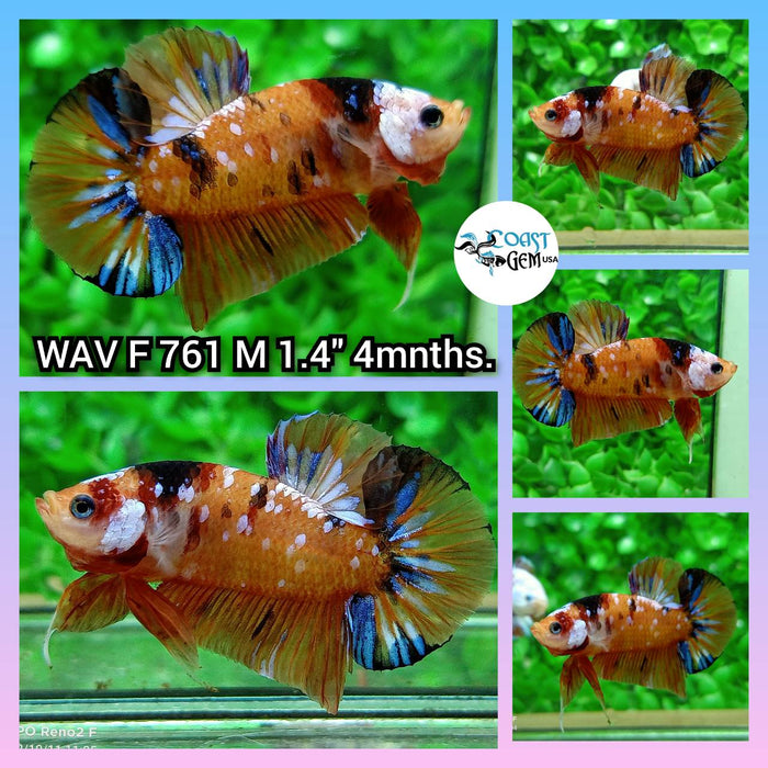 (WAV-761) Nemo Galaxy Plakat Male Betta