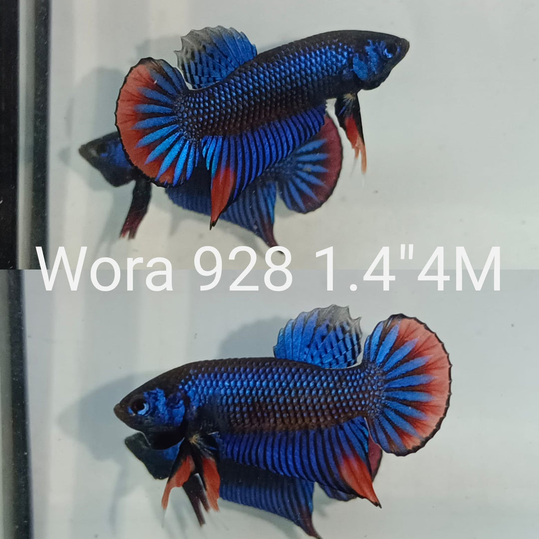 (WORA-928) Blue Imbellis Red Tail