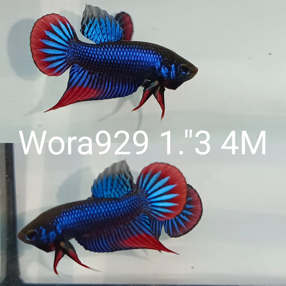 Betta Fish for Sale Plakat Bettas Fighting Fish HMPK Betta