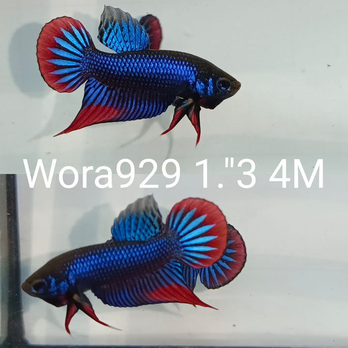 (WORA-929) Blue Imbellis Red Tail