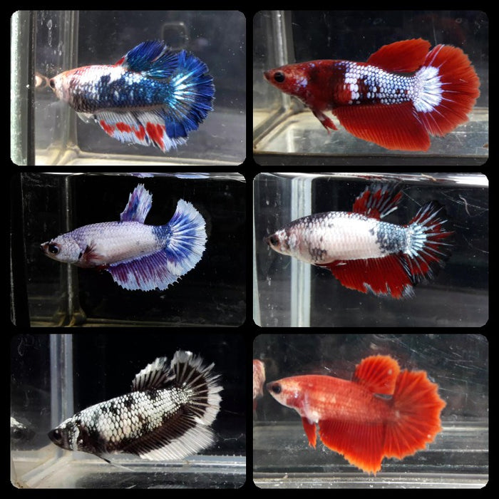 Live Fresh Water Female Betta Mixed Halfmoon Type Colors Buy 4 Get 1 Free $60,  Buy 1 for $15 (CBG-007)